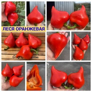 ЛЕСЯ ОРАНЖ