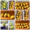 ЛУННЫЙ ФОНТАН