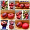 МАУРИСИО