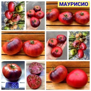 МАУРИСИО