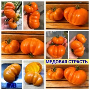 МЕДОВАЯ СТРАСТЬ