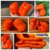 НАИЛЬ