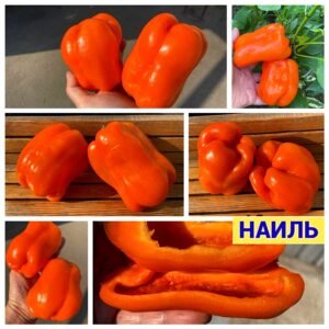 НАИЛЬ
