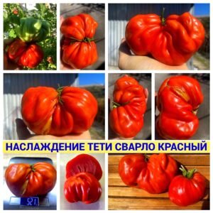 НАСЛАЖДЕНИЕ ТЕТИ СВАРЛО КРАСНЫЙ