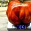 НАСЛАЖДЕНИЕ ТЕТИ СВАРЛО КРАСНЫЙ 14715