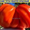 НАСЛАЖДЕНИЕ ТЕТИ СВАРЛО КРАСНЫЙ 14711