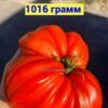 НАСЛАЖДЕНИЕ ТЕТИ СВАРЛО КРАСНЫЙ 14712