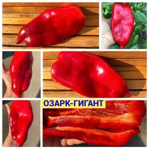 ОЗАРК-ГИГАНТ
