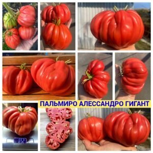 ПАЛЬМИРО АЛЕССАНДРО ГИГАНТ