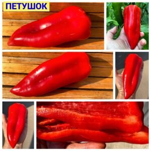 ПЕТУШОК