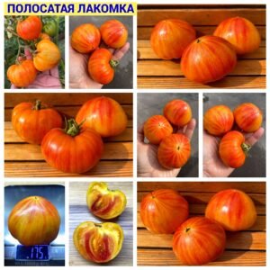 ПОЛОСАТАЯ ЛАКОМКА