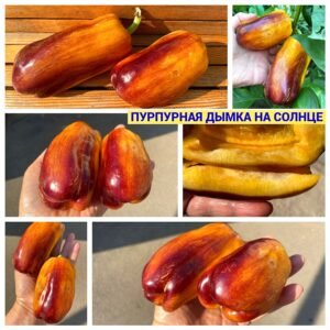 ПУРПУРНАЯ ДЫМКА НА СОЛНЦЕ