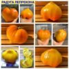 РАДУГА ЛЕПРЕКОНА