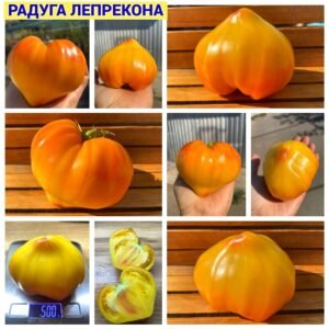 РАДУГА ЛЕПРЕКОНА
