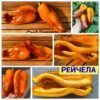 РЕЙЧЕЛА
