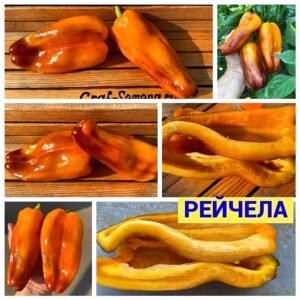 РЕЙЧЕЛА