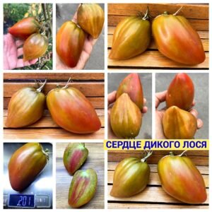 СЕРДЦЕ ДИКОГО ЛОСЯ