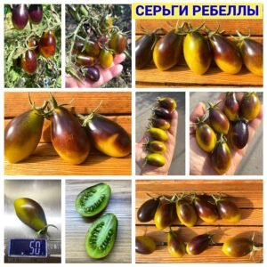 СЕРЬГИ РЕБЕЛЛЫ