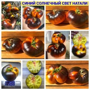 СИНИЙ СОЛНЕЧНЫЙ СВЕТ НАТАЛИ