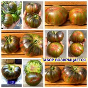ТАБОР ВОЗВРАЩАЕТСЯ