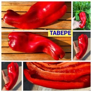 ТАВЕРЕ