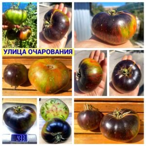 УЛИЦА ОЧАРОВАНИЯ