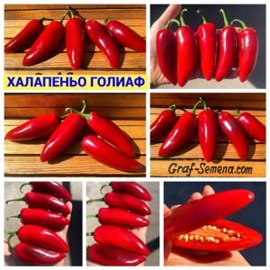 ХАЛАПЕНЬО ГОЛИАФ