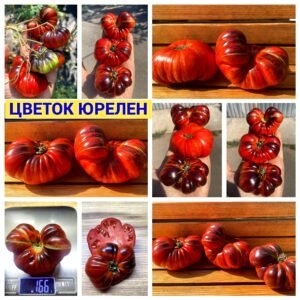 ЦВЕТОК ЮРЕЛЕН