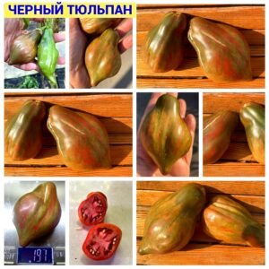 ЧЕРНЫЙ ТЮЛЬПАН