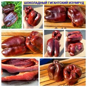 ШОКОЛАДНЫЙ ГИГАНТСКИЙ ИЗУМРУД