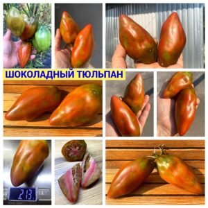 ШОКОЛАДНЫЙ ТЮЛЬПАН