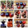 ЯГОДА АНТО (ANTO BERRY) - красно-синий округлый черри, 10 семян
