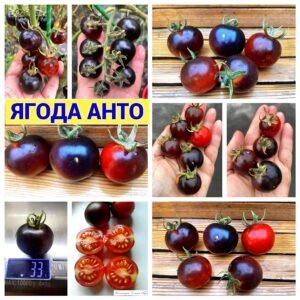 ЯГОДА АНТО (ANTO BERRY) - красно-синий округлый черри, 10 семян