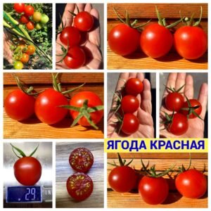 Высокорослые