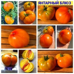 ЯНТАРНЫЙ БЛЮЗ
