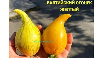 Балтийский огонек желтый-сент3++