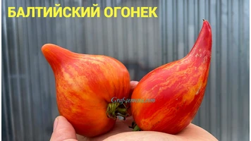 Балтийский огонек-сент999++