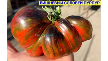 Вишневый соловей-6++