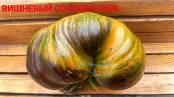 Вишневый соловей охра-9++