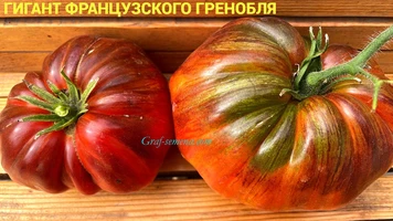 Гигант французского Гренобля-5++