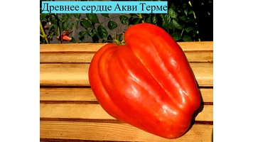 Др.сердце Акви Терме5++