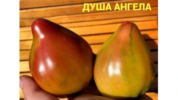 Душа ангела -99++