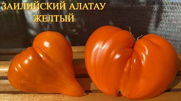 Заилийский Алатау желтый 1++