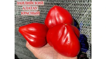 Заилийский Алатау красный 5++