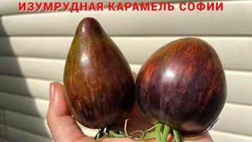 Изумрудная_карамель_Софии_999супер++