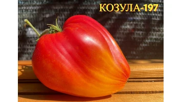 Козуля-197 - 4++
