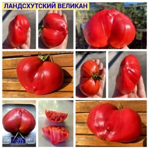 ЛАНДСХУТСКИЙ ВЕЛИКАН