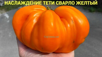 Наслаждение тети Сварло желтый -7++