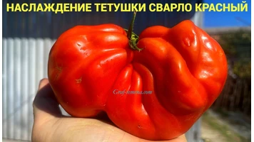 Наслаждение_тети_Сварло_красный_3++
