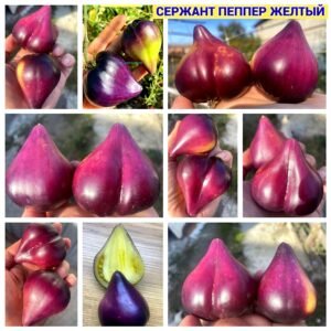 СЕРЖАНТ ПЕППЕР ЖЕЛТЫЙ (SERGEANT PEPPER'S YELLOW) - чернильно-желтое сладкое сердце, антоциан, 3 семян